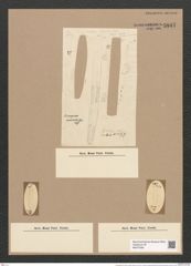 Dimerogramma marinum (Greg.) Ralfs. (de-Toni-Nr.: Genus 80, Species 2880) Zeichnungen Sammlung Grunow Nr. 5847 (NHMW-BOT-W0374282)